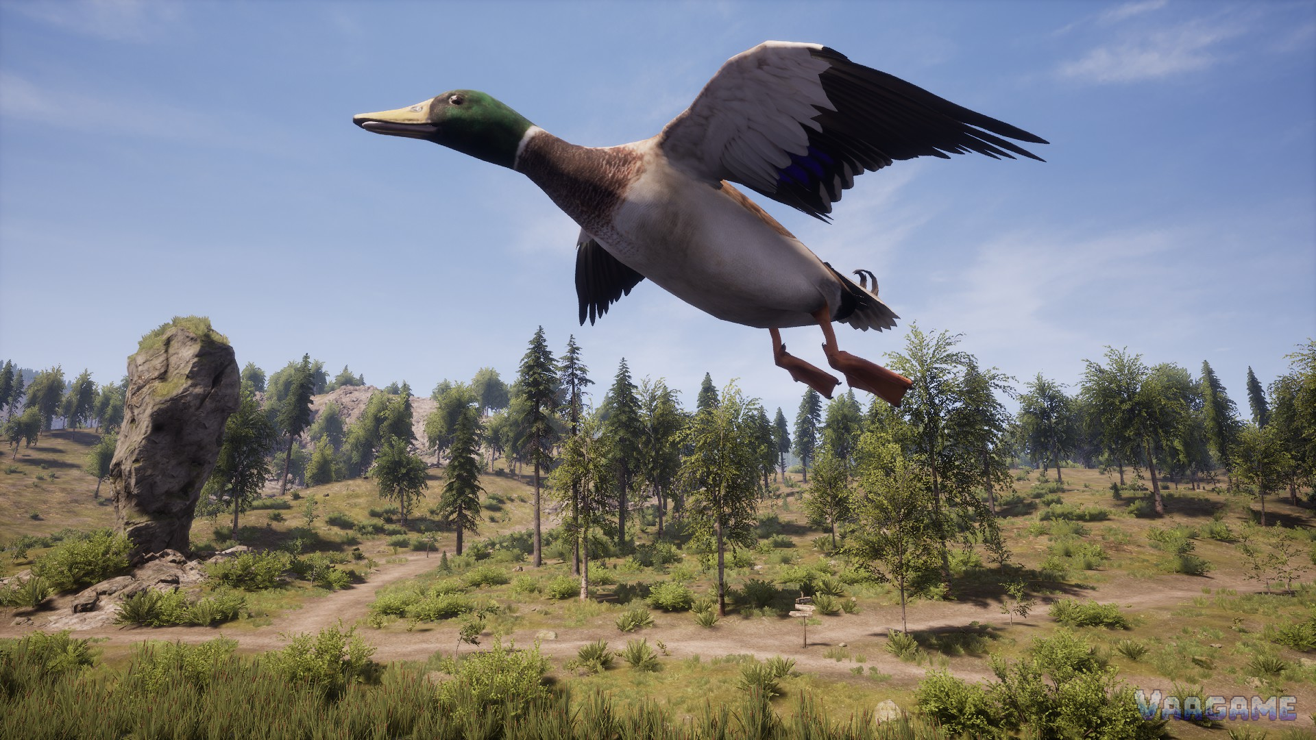 Mallard duck in flight close up