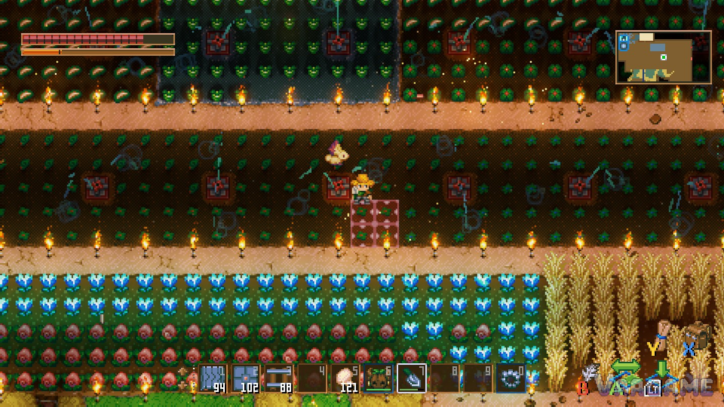 A mature farm under sprinklers — where a few rows of heart berries eventually lead