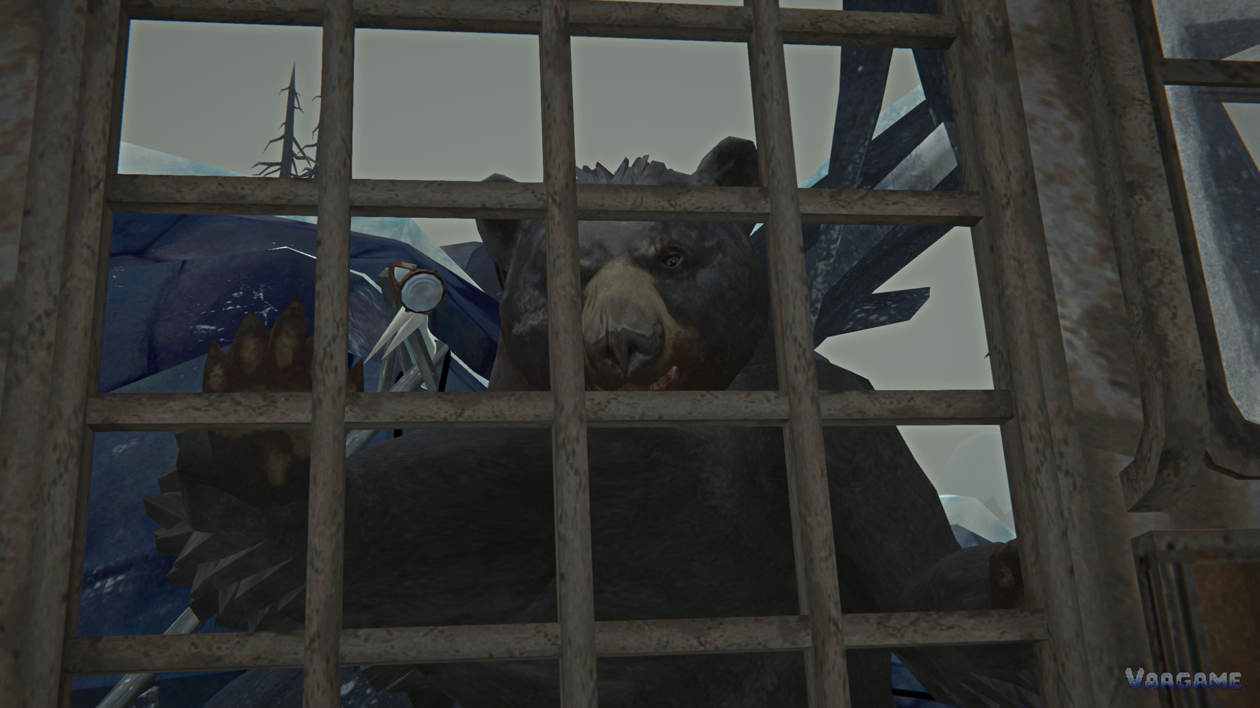 Bear seen through a wooden gate