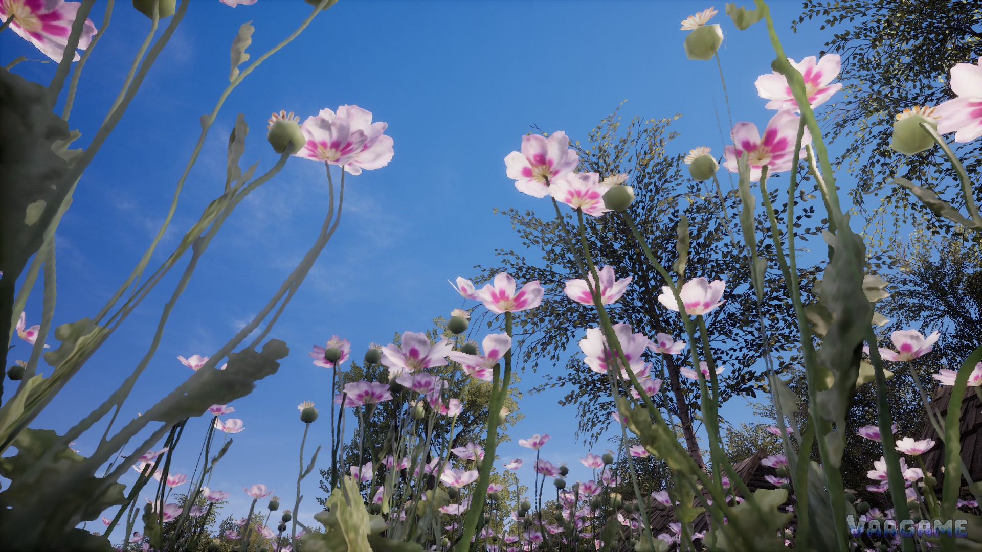 Poppy field close up against a blue sky